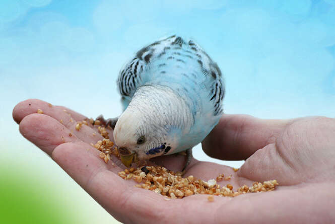 tierliebe ziervoegel blockelement